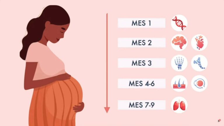 "9 Meses de Embarazo en 4 Minutos: Un Viaje Asombroso en Animación 3D!